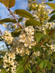 blossom in spring