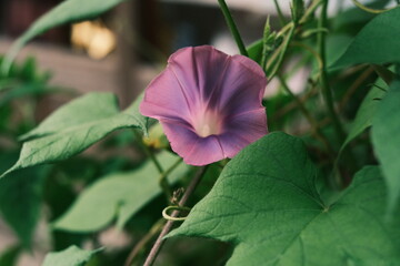 Fototapeta na wymiar flower in the morning