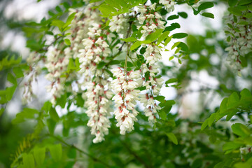 
Blooming white acacia (Robinia pseudoacacia) in May 
