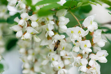 
Blooming white acacia (Robinia pseudoacacia) in May 
