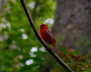 red cardinal on branch
