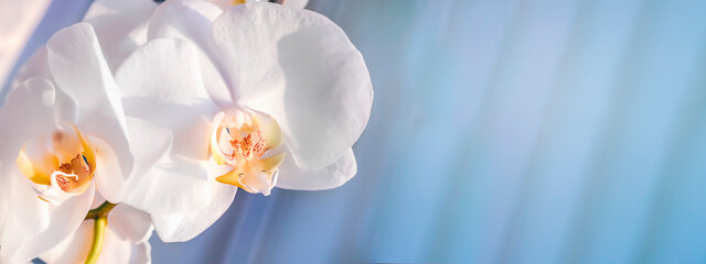 Beautiful floral banner background. Phalaenopsis orchid flower close-up on a pastel blue background. Selective focus. High quality photo