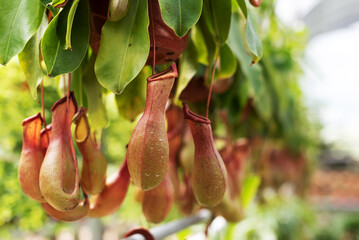 Close up view of bunch of Nepenthes Pitcher plant in the garden