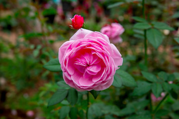 Rose - Flower, Rose Colored, Bush, Pink Color, Flower