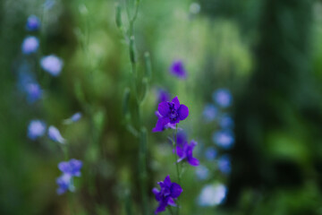 Summer flowers at the dacha in the garden