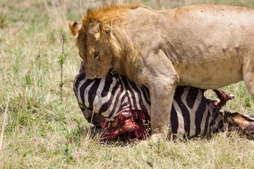 Fototapeten lion eating a zebra © Louise Rivard