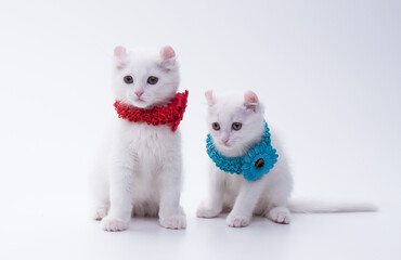 Fototapeta na wymiar Two white American Curl kittens in red and blue collars with a flower sit on a white background in the studio.