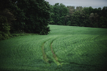 Summer landscape after the rain outside the city