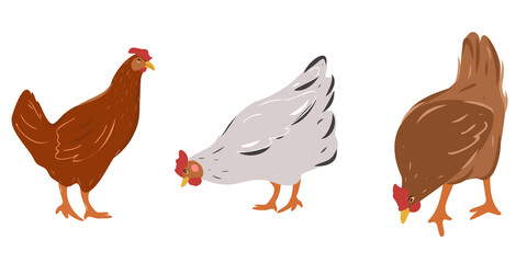 Laying hens. Set of cute cartoon chickens.Vector illustration of farm animals isolated on white background.
