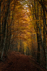 Obraz premium Pollino