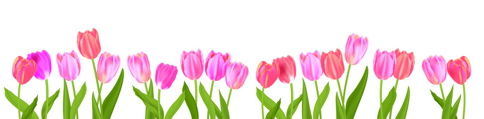 Banner of spring blossom tulips isolated