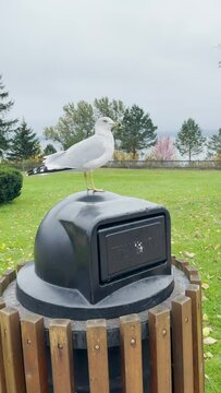 Seagull rests on a trash can and then flies away