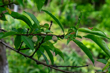 A few young fresh green peach and green leaves in a garden tree in the garden on a sunny summer day, beautiful outdoor background photographed with soft focus