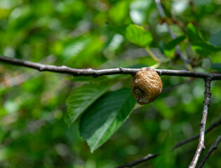 The cocoon (pupa) is hanging on a branch. A cocoon is one of the stages of an insect's life that undergoes metamorphosis.