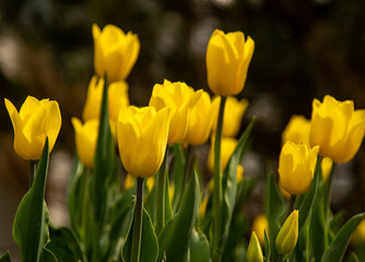 Fototapeta premium Yellow tulips in a flower bed. The tulip bud in garden. Beautiful simple spring flowers. Floral background. To grow plants. Gardening. Bush in the sun.