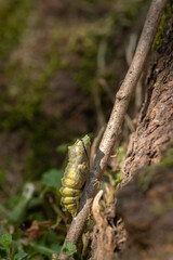 Schwalbenschwanz - Metamorphose