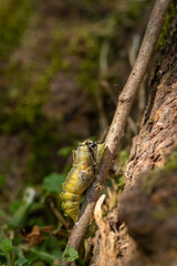 Obraz premium Schwalbenschwanz - Metamorphose