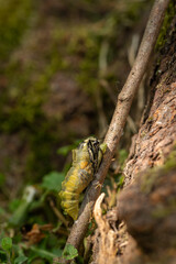 Schwalbenschwanz - Metamorphose