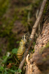 Schwalbenschwanz - Metamorphose