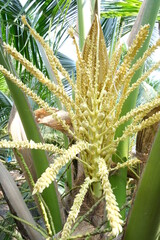 coconut plant