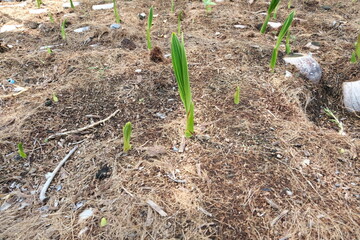 coconut growing in the ground