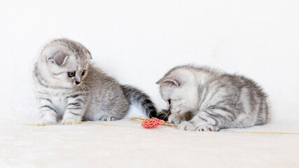 sweet, cute kitten. scottish fold and scottish straight
