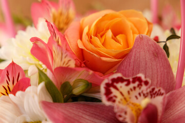 The concept of a gift for women's day. Valentine's Day. Close-up of a beautiful orange rose. A...