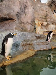 penguin on the rocks