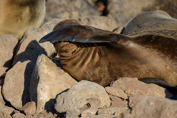 Galapagos Fur Seal, laying on the rocky shore and shading its eyes from the late afternoon sun.