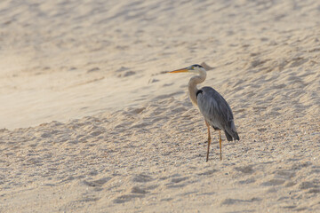 A great blue heron in the Galapagos Islands, surveying the shore line for prey at Sunset.