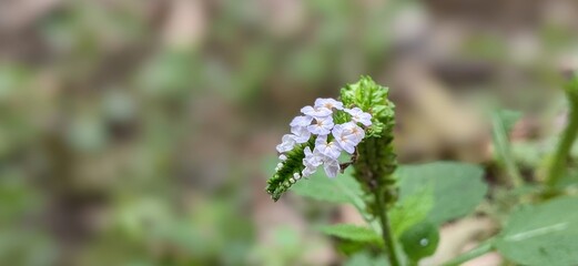 Heliotopium Indicum, Indian Turnsle: H. indicum is distributed widely throughout the world's...