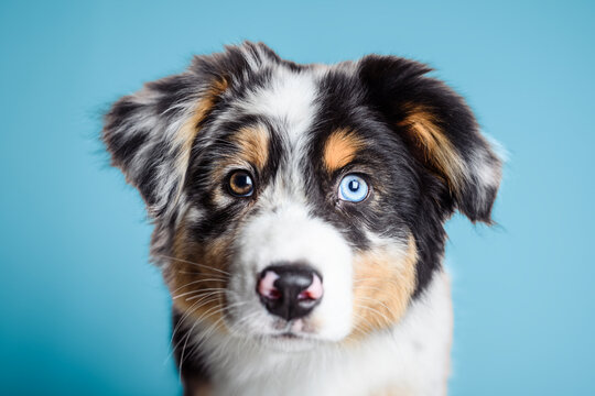 Little baby puppy Berger Australian on studio blue