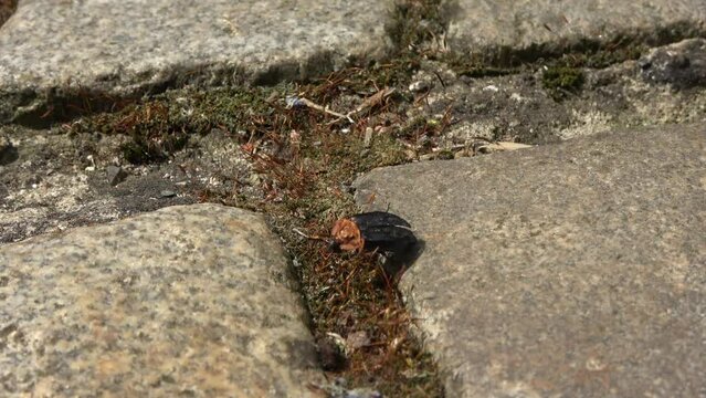 A black carrion beetle runs slowly over cobblestones.