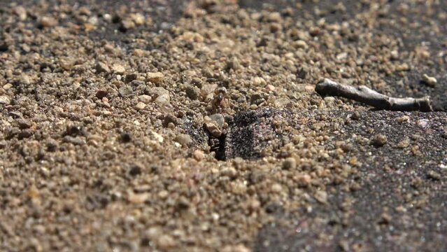 Close up view on multiple ants at a crack in an asphalt road.