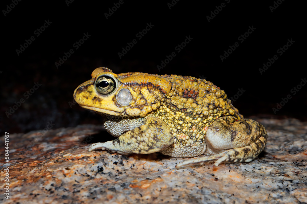 Poster Close-up of an olive toad (Amietophrynus garmani), South Africa.