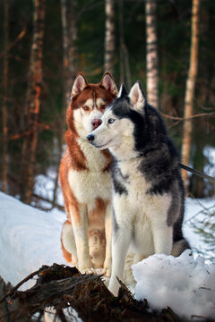 Awesome siberian husky dogs portrait on snow in winter forest.
