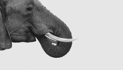 Elephant portrait against a white background 