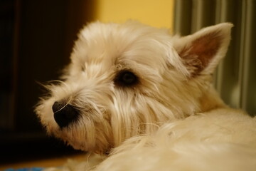 West Highland White Terrier Westy 