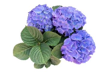 Gordijnen Purple blue hydrangea flowers with green leaves bouquet isolated on white background, clipping path included. © Chansom Pantip