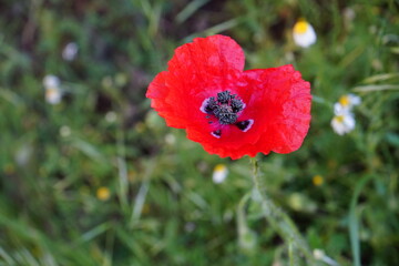 red poppy in the field