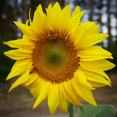 Kwiat słonecznika w pełnym rozkwicie. Pole słoneczników na skraju lasu. - obrazy, fototapety, plakaty