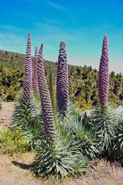 Echium perezii (pink bugloss or tajinaste rosado) is one of the most spectacular flowering plants on the peaks of the Island of La Palma. Canary Islands