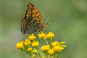 Silver-washed Fritillary (Argynnis paphia) male extracting nectar from Dune Ragwort (Senecio...
