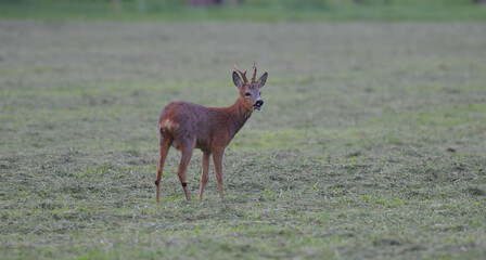 Rehbock auf Wiese