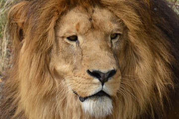 male lion

