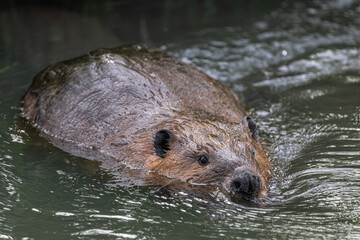 Swimming North American beaver (Castor canadensis) © Hanjo Hellmann