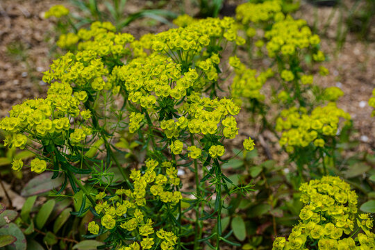 Closeup shot of yellow Cypress spurge plant on the field