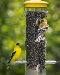 American Goldfinches on a Bird Feeder in the Yard