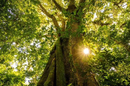 Bela imagem de uma &aacute;rvore frondosa com raio de sol passando pela folhagem.