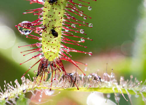 Sundews carnivorous plant,  drosera capensis close-up view, with water drops and trapped insects